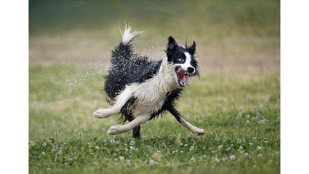 Nilo's love for water. Credit: Jose Bayon/Animal Friends Comedy Pets