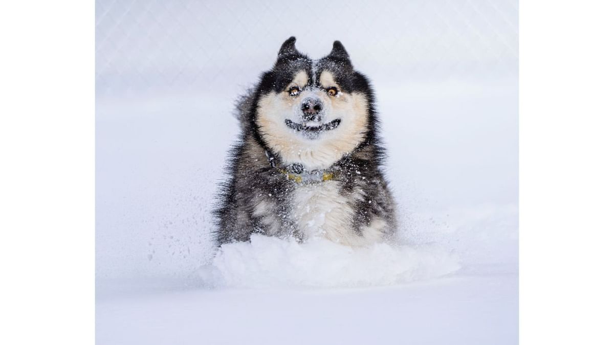 Dashing through the snow. Credit: Marko Jovanovic/Animal Friends Comedy Pets