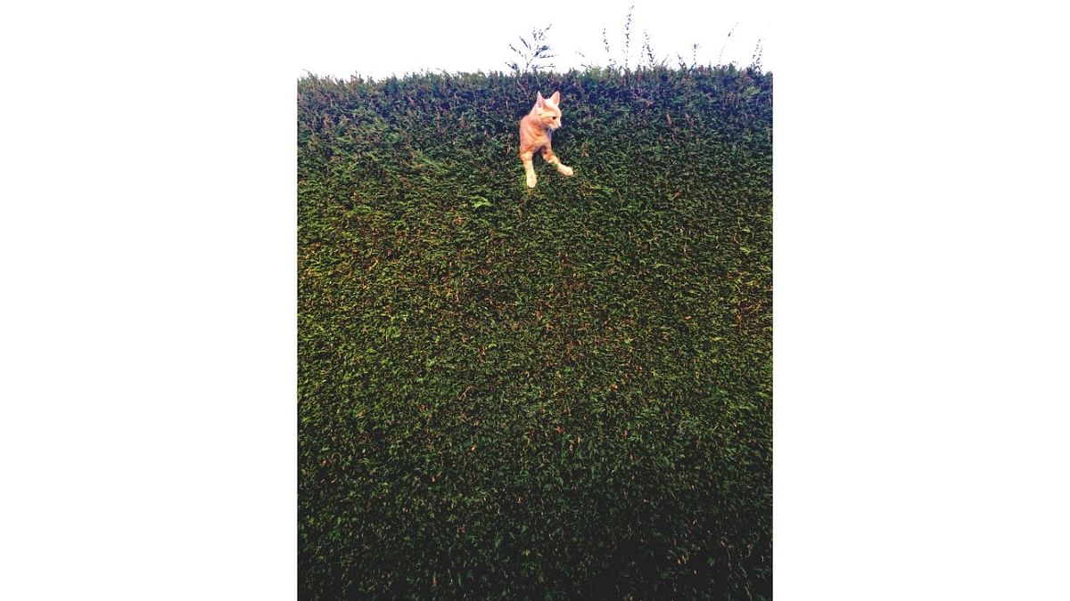 Jack the Cat is stuck in the hedge. Credit: Freya Sharpe/Animal Friends Comedy Pets