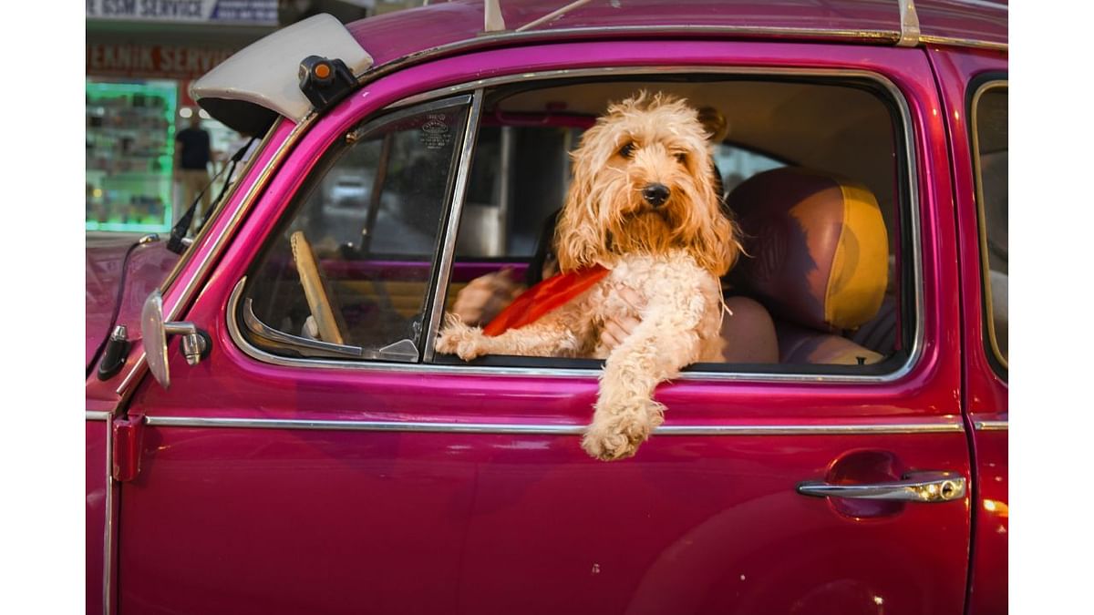 Chauffeur Dog. Credit: Mehmet Aslan/Animal Friends Comedy Pets