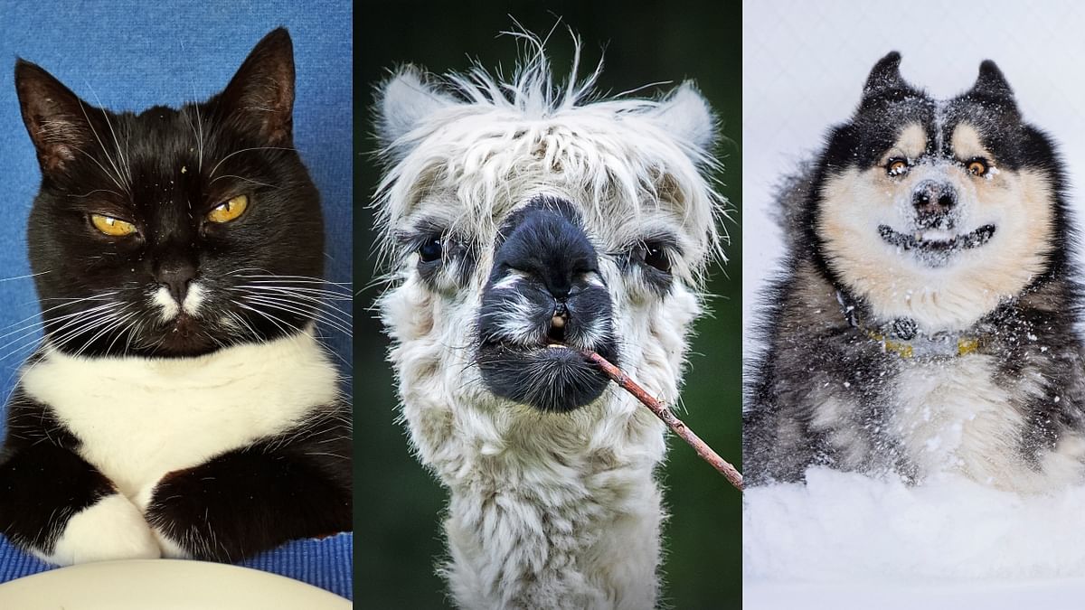 Best photos from 2022 Comedy Pet Photography Awards