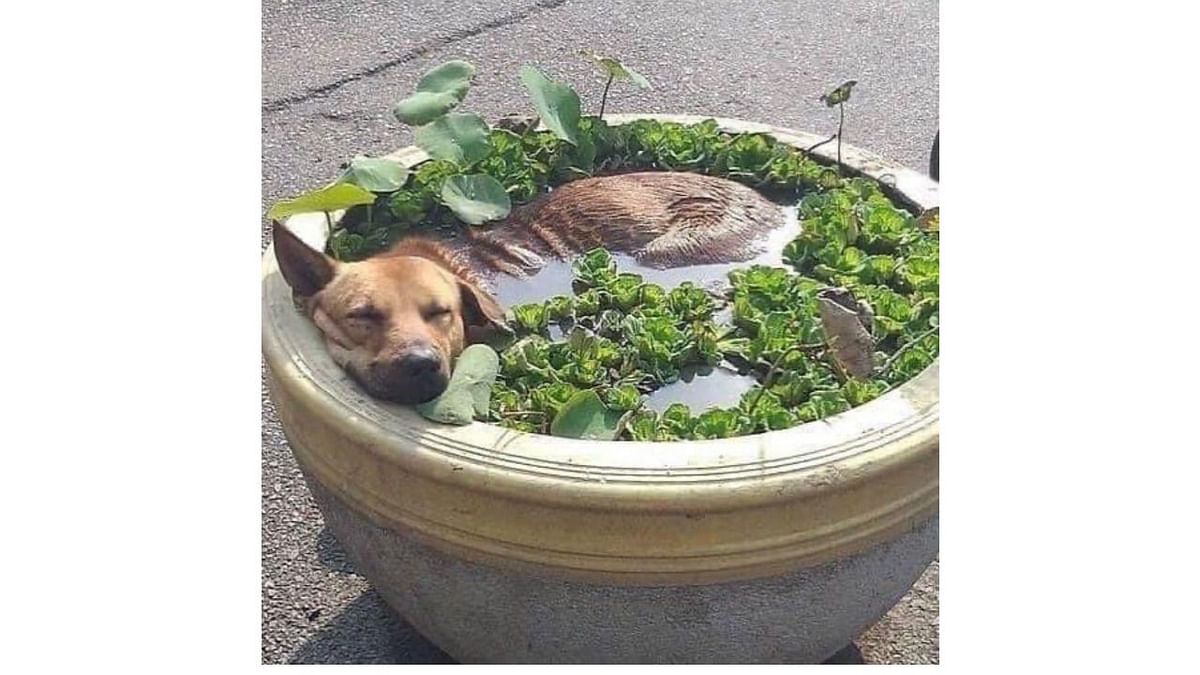 It’s another hot day for dogs! Credit: Twitter/@GardenerFliss