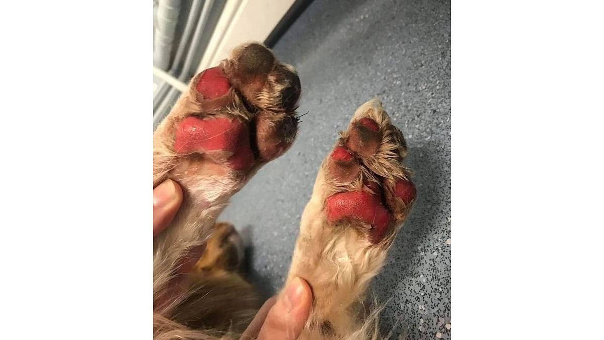 'This is what can happen to dogs' pads when you take them out for a walk in this heat,' a Twitter user wrote along with this photo. Credit: Twiter/bigdanp_1991