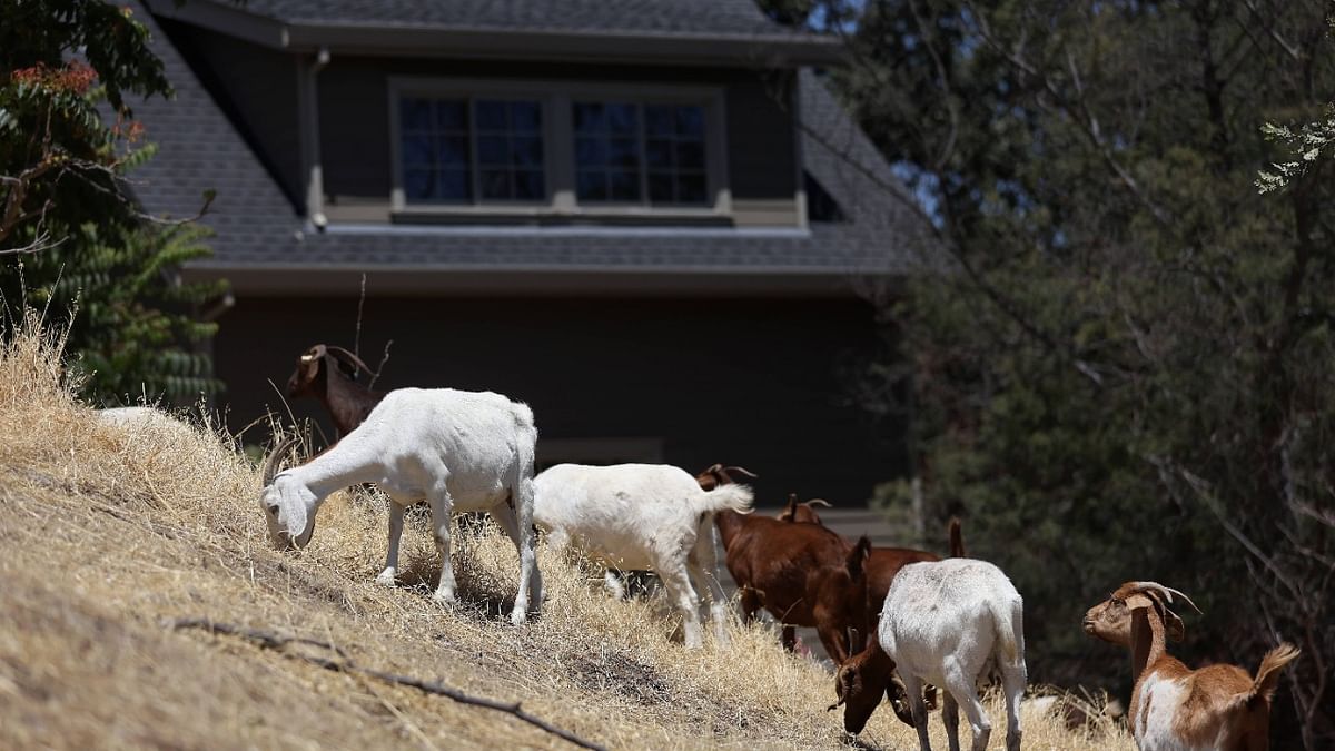 Goats graze on dried grass on Bay Area Rapid Transit (BART) property on July 27, 2022 in Walnut Creek, California. Credit: AFP Photo