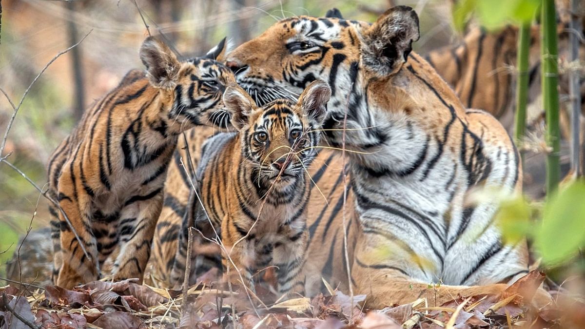 Bandhavgarh National Park: A wildlife sanctuary in Madhya Pradesh, Bandhavgarh National Park is spread over 100 square kilometres and has the greatest chance of spotting a big cat. This national park is home to more than 50 tigers and it was once famous for the white tigers. Reportedly, the last white tiger spotted in the wild was captured by Maharaja Martand Singh of Rewa in 1951. Credit: Paul Goldstein/SWNS