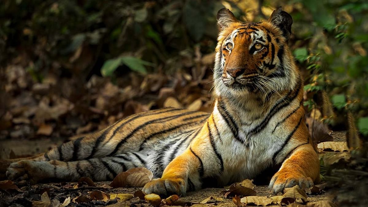 Jim Corbett National Park: Established in 1936 as the Hailey National Park, this park is one of the oldest parks in India. In mid-1950, this park was renamed after the legendary hunter-turned-conservationist Corbett. Nestled in the foothills of the Himalayas, this park is one of the best places in India to spot endangered species. Credit: Instagram/Alpana Ghone