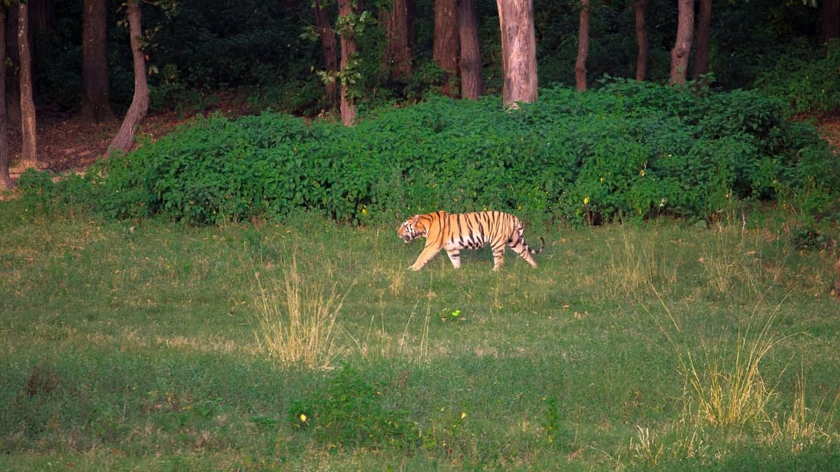 Kanha National Park: Kanha National Park, also known as Kanha Tiger Reserve, is a vast expanse of grassland and forest in Madhya Pradesh and is famous for spotting wildlife, including tigers. With around 120 tigers in the reserve, Kanha National Park is listed among the top five National Parks for tiger safaris in India. The best time to spot tigers at this reserve is during the summer months from April to June. Credit: Abhay Raj Shrivastava