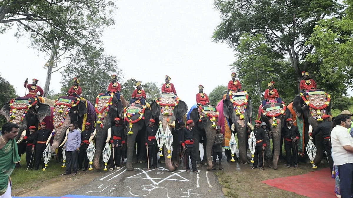 Gajapayana, the traditional march of elephants from the forest, began at Veeranahosahalli Gate of Nagarahole National Park in Hunsur taluk on August 7. It signalled the beginning of Dasara. Credit: PTI Photo
