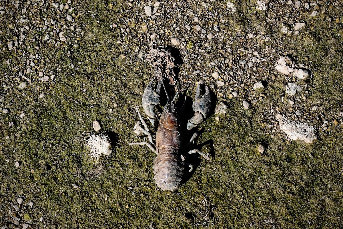 The shell of a dead American Crayfish lies on the dried river bed of the Infant River Thames in Ashton Keynes. Credit: AFP Photo