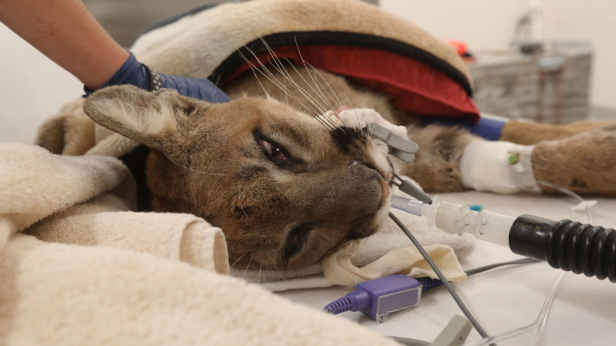 A young male mountain lion, which officials say was shot by police earlier in the day in Hollister, California, awaits emergency surgery in the radiology room at the Oakland Zoo in Oakland, California, August 26, 2022. Credit: Reuters Photo