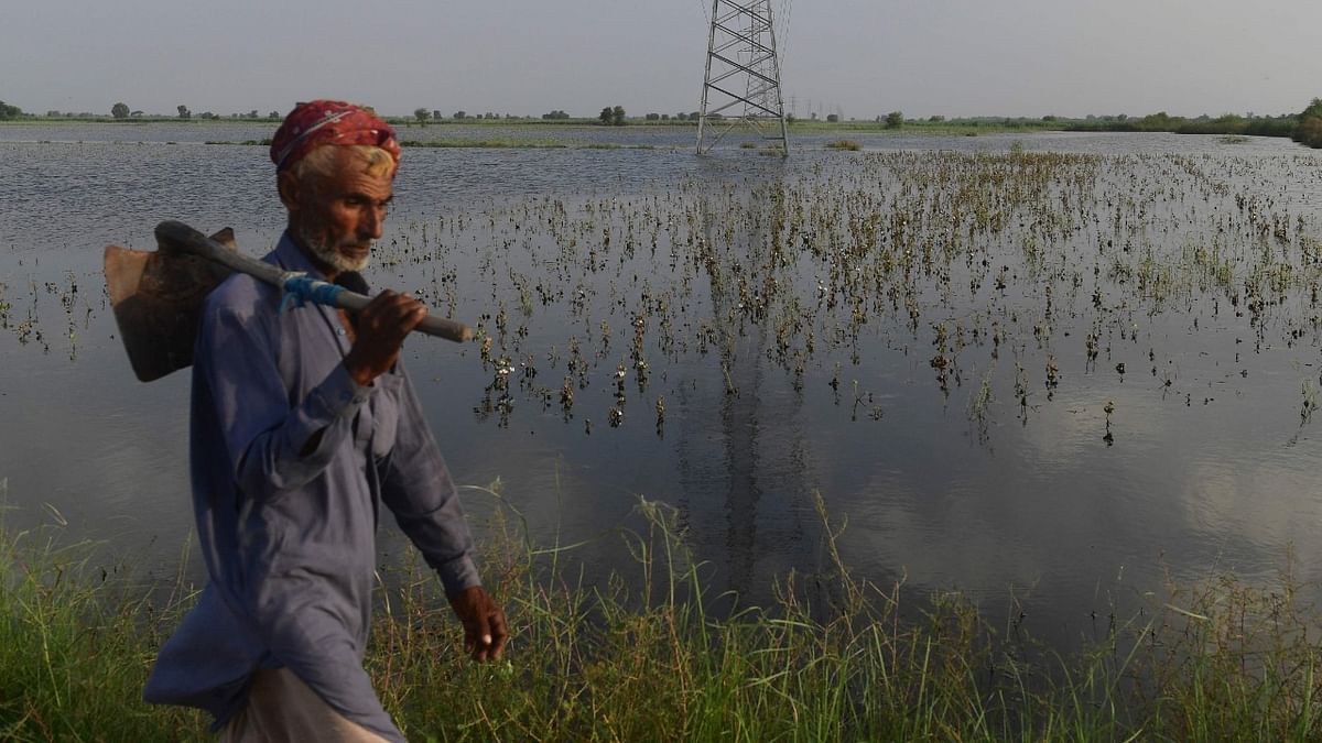 A labourer walks past cotton crops damaged by flood waters at Sammu Khan Bhanbro village in Sukkur, Sindh province. - The rains that began in June have unleashed powerful floods across the country that have washed away swathes of vital crops and damaged or destroyed more than a million homes. Credit: AFP Photo