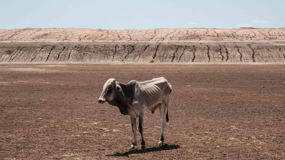 An emaciated cow stands at the bottom of the water pan that has been dried up for 4 months in Iresteno, a bordering town with Ethiopia, on September 1, 2022. - The devastating Horn of Africa drought is set to get even worse with a fifth consecutive failed rainy season, the UN's weather agency forecasted, fearing an unprecedented humanitarian catastrophe. Credit: AFP Photo