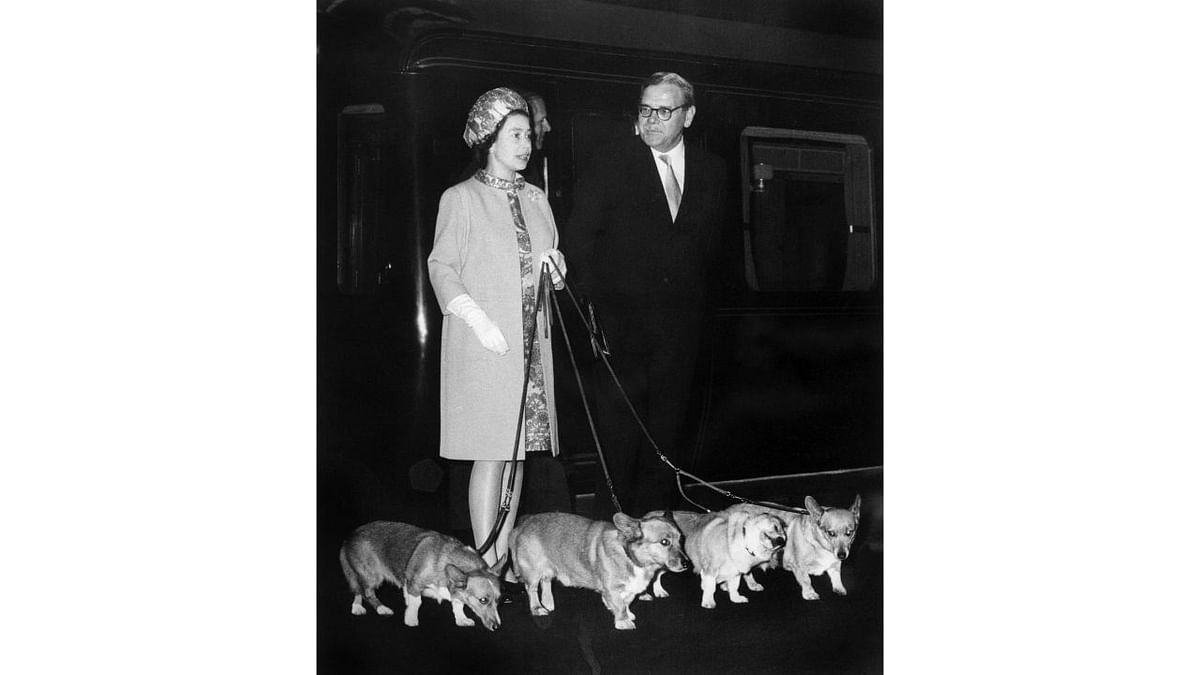 It's widely known that Elizabeth loved corgis — Princess Diana reportedly called the dogs the queen's “moving carpet” because they accompanied her everywhere. Credit: AFP Photo