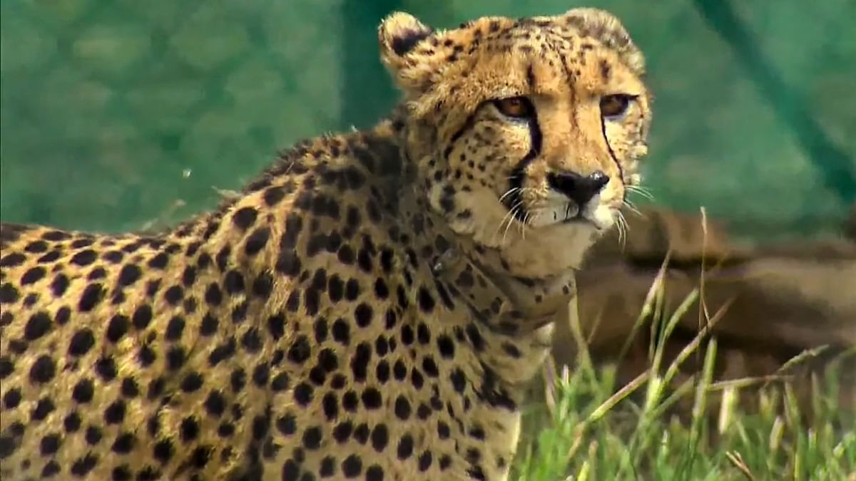 Cheetah from Kuno National Park strays into Rajasthan's Karauli, rescued