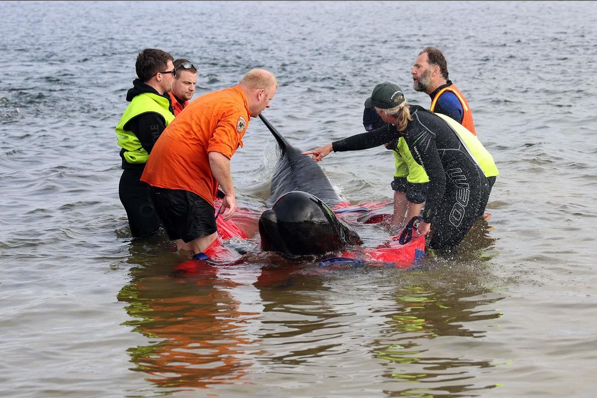 Rescuers release a stranded pilot whale back in the ocean at Macquarie Heads, on the west coast of Tasmania. About 200 pilot whales have perished after stranding themselves on an exposed, surf-swept beach on the rugged west coast of Tasmania. Credit: AFP Photo
