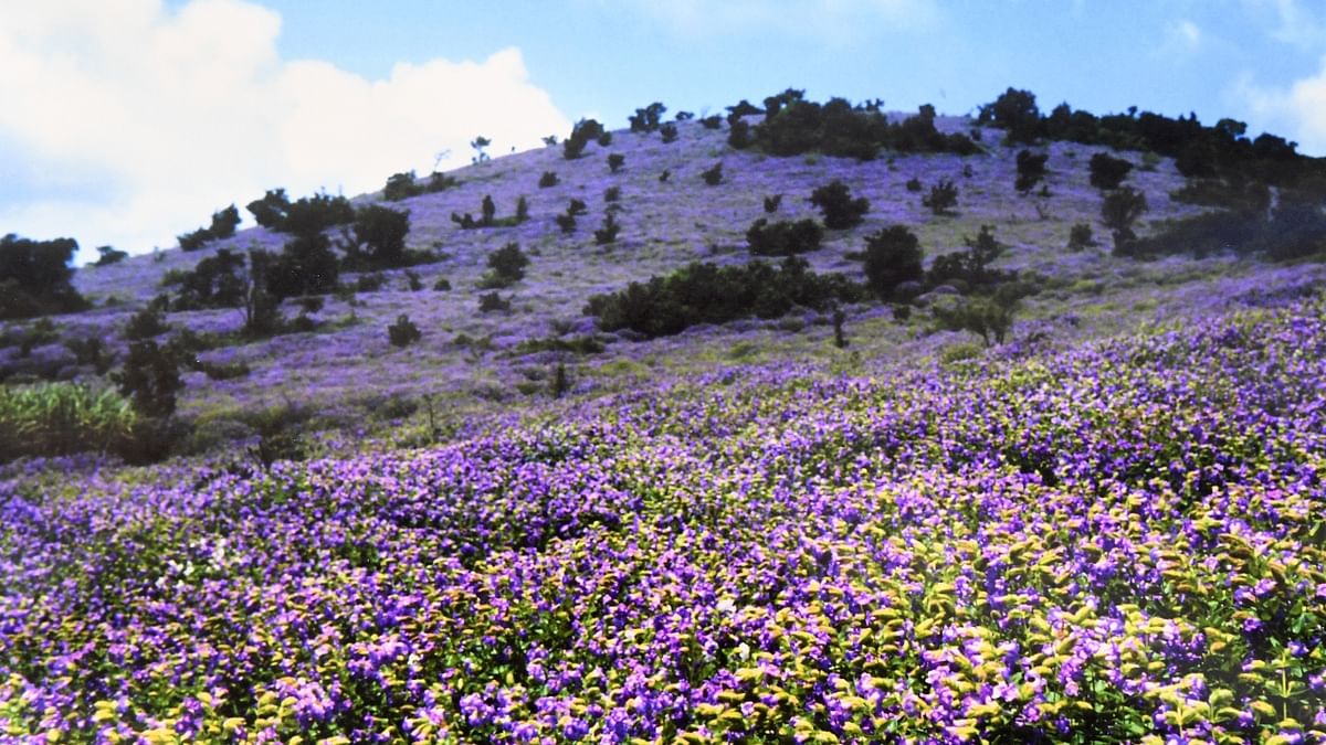Neelakurinji has bloomed in Chandradrona mountains in Chikkamagaluru are already giving sight to behold. Credit: DH Photo/BH Shivakumar