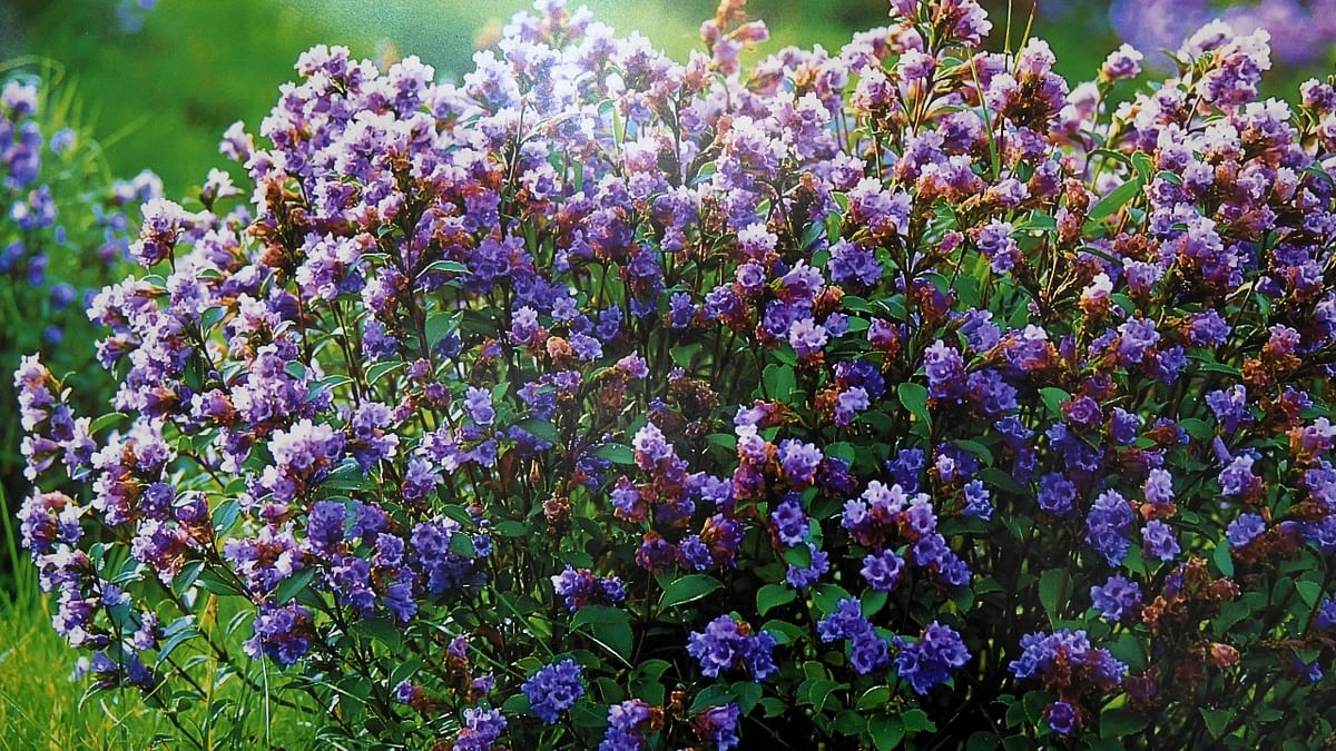 Nature lovers who aim to visit the south want to miss no chance to sight the beautiful blooms of the Neelakurinji in Chikkamagaluru. Credit: DH Photo/BH Shivakumar