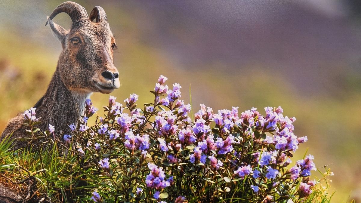 These flowers grow at an altitude of 1,300 to 2,400 meters and blooms once in 12 years. Credit: