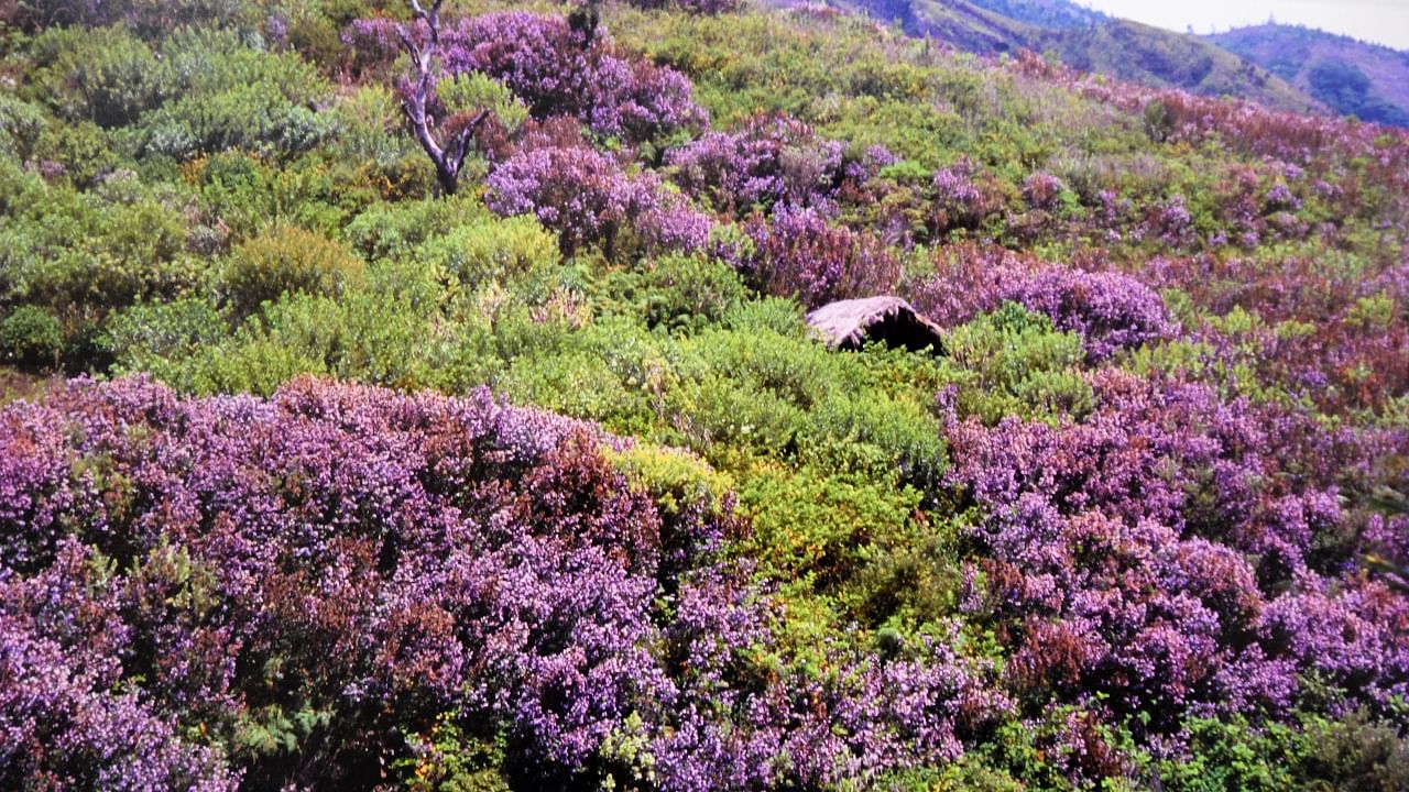 Neelakurinji (Strobilanthes Kunthiana) | Neelakurinji (Strob… | Flickr