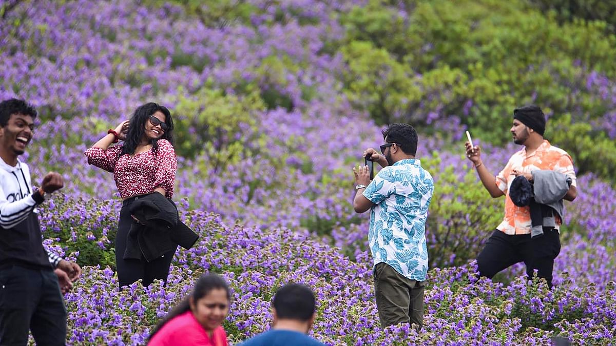 Tourists enjoy the sight of beautiful Neelakurinji flower. Credit: PTI Photo
