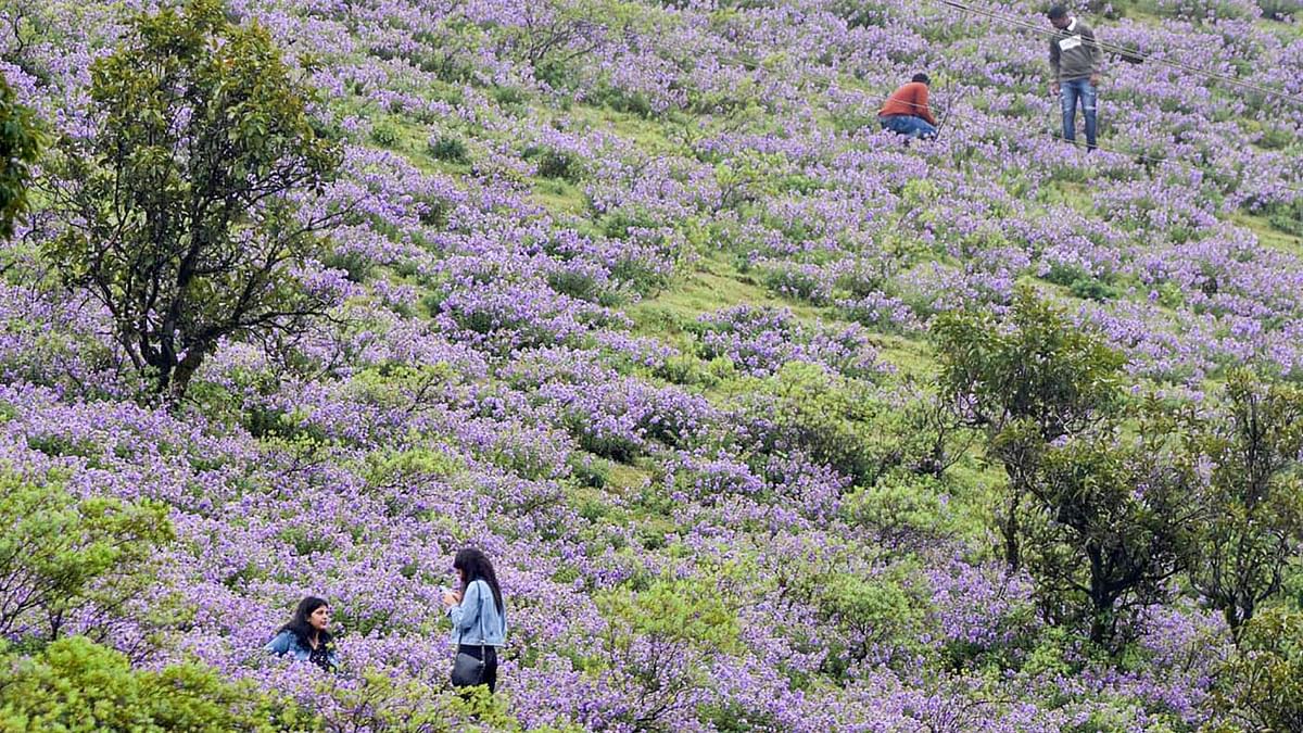 Neelakurinji is the famed shrub found in the Western Ghats, covering the slopes of Kerala, Karnataka, Tamil Nadu and Kerala. Credit: PTI Photo