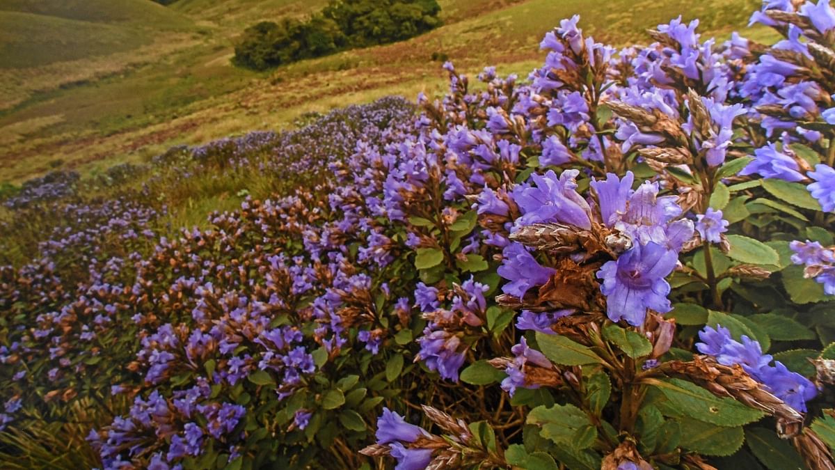 The Chandradrona mountains in Chikkamagaluru seem bathed in a dreamy shade of purple and blue with the Neelakurinji flowers. Credit: DH Photo/BH Shivakumar