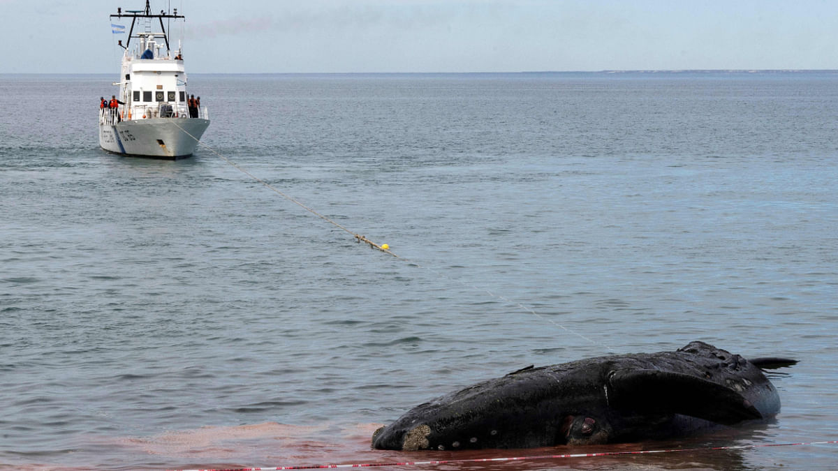 A ship of the Naval Command tows a dead southern right whale (Eubalaena australis) lying on the shore of El Doradillo beach to take it to a deserted beach away from the presence of people, in Puerto Madryn, Chubut Province, Argentina, on October 4, 2022. Credit: AFP Photo
