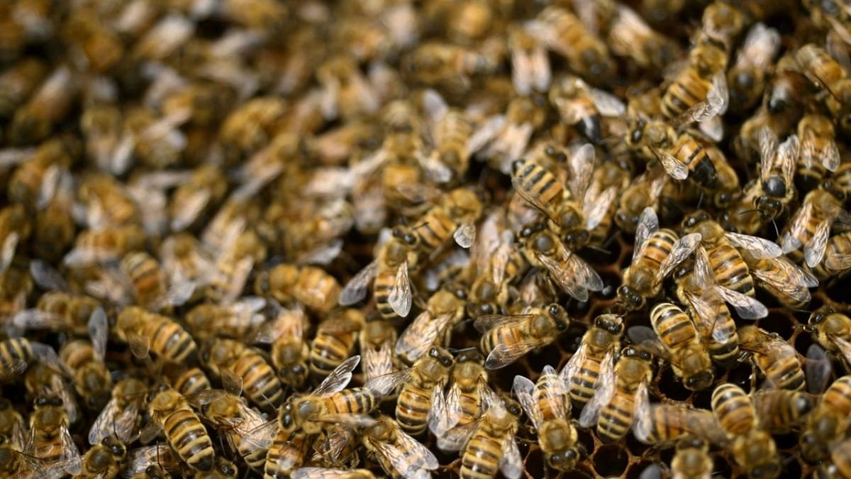 Bees work in their hive in Isokyro, western Finland, on September 11, 2022. - According to the French National Union of Beekeeping (Unaf), the French honey production in 2022 will vary between 12000 and 14000 tons, under the hopes of beekeepers, as French flowers and bees have suffered from the summer's water shortages and heatwaves. Credit: AFP Photo