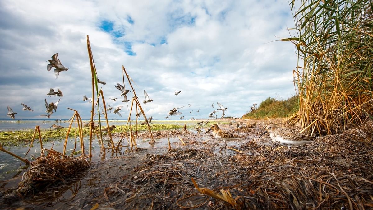 Rising Star Portfolio Award Winner - 'A theatre of birds' by Mateusz Piesiak, Poland. Credit: Mateusz Piesiak/Wildlife Photographer of the Year