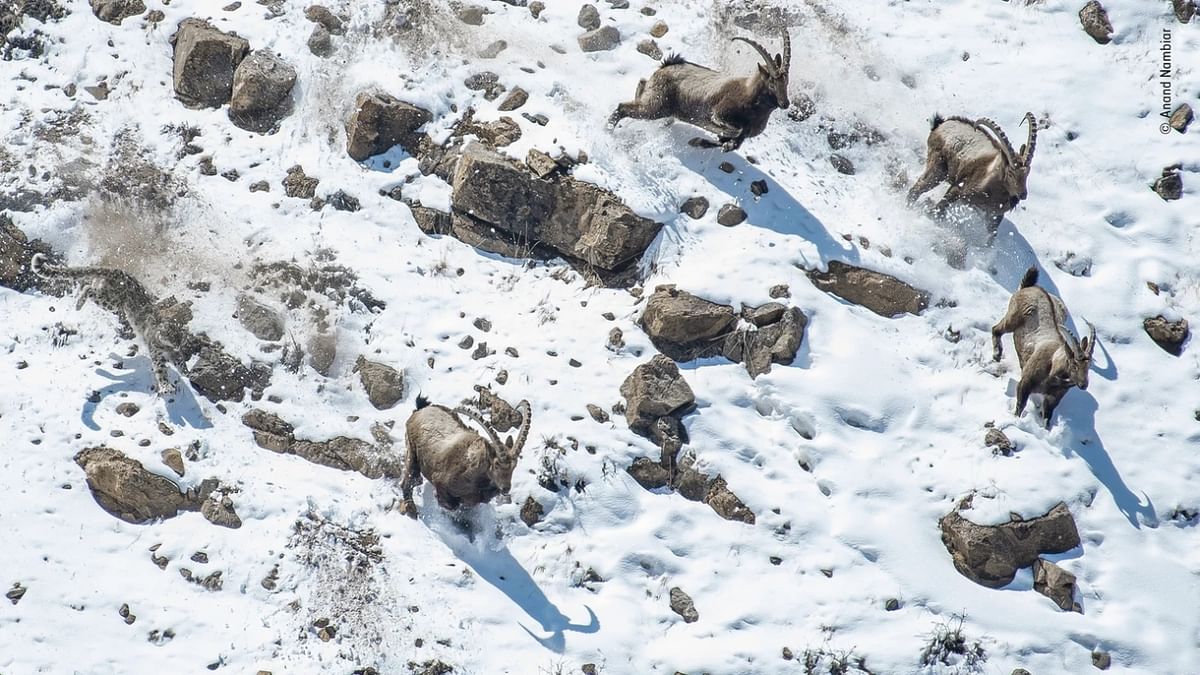 Behaviour: Mammals winner - 'The great cliff chase' by Anand Nambiar, India. Credit: Anand Nambiar/Wildlife Photographer of the Year