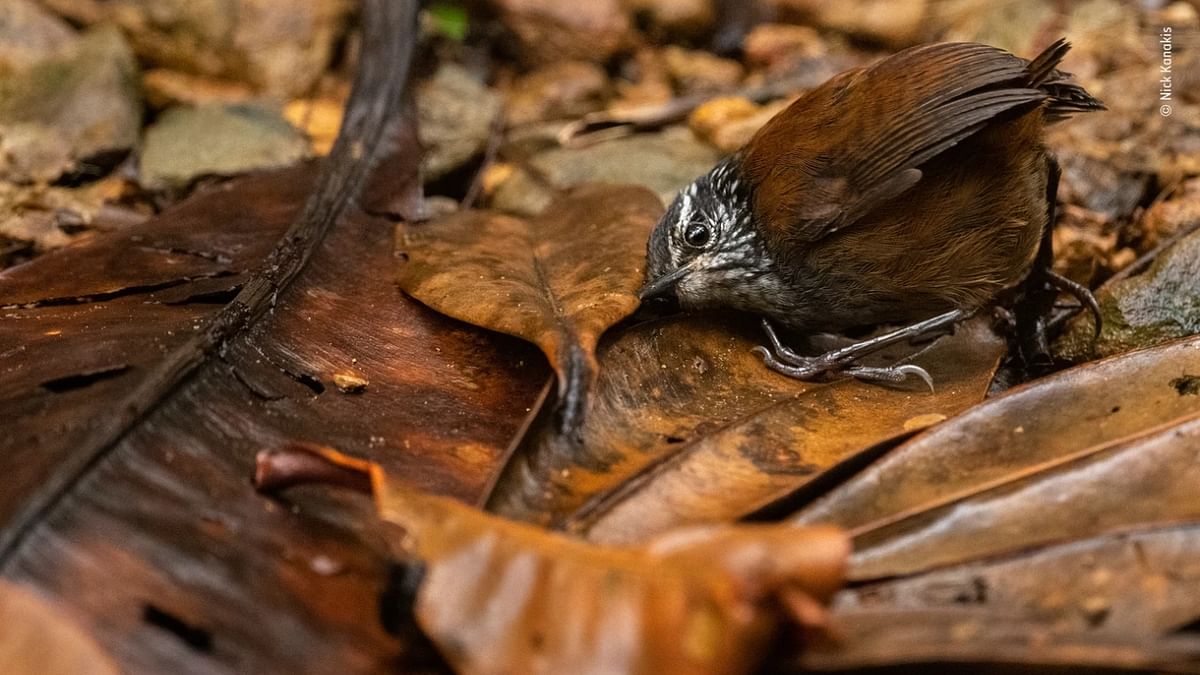 Behaviour: Birds Winner - 'The listening bird' by Nick Kanakis, USA. Credit: Nick Kanakis/Wildlife Photographer of the Year