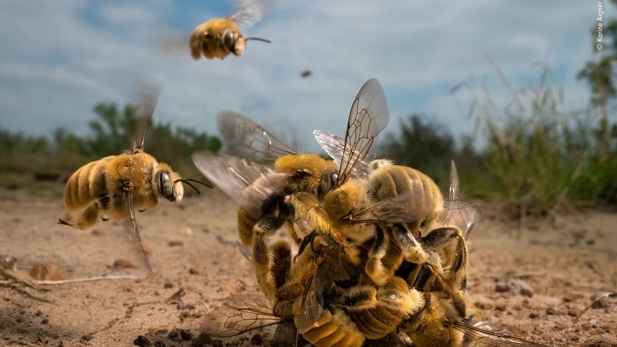 American photographer Karine Aigner was awarded the Grand Title award of 'Wildlife Photographer of the Year' for the photograph she captured titled,