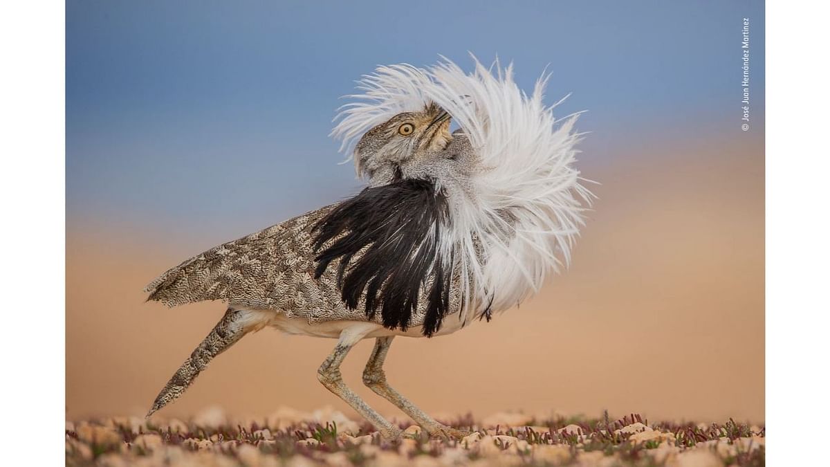 Animal Portraits Winner - 'Puff perfect' by Jose Juan Hernandez Martinez, Spain. Credit: Jose Juan Hernandez/Wildlife Photographer of the Year