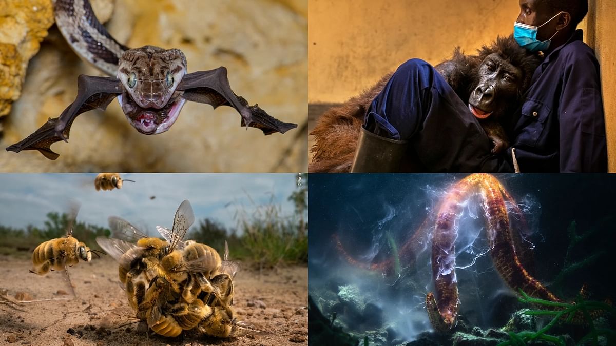 Wildlife Photographer of the Year 2022: Check out the award winning images
