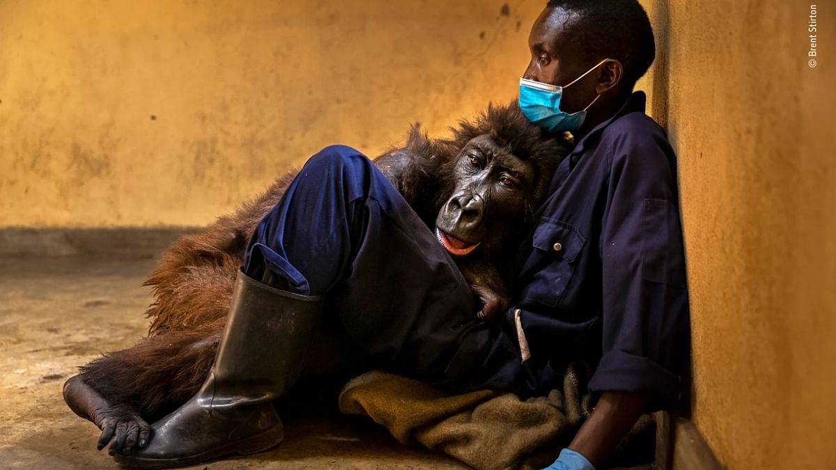 Photojournalism Winner - 'Ndakasi’s passing' by Brent Stirton, South Africa. Credit: Brent Stirton/Wildlife Photographer of the Year