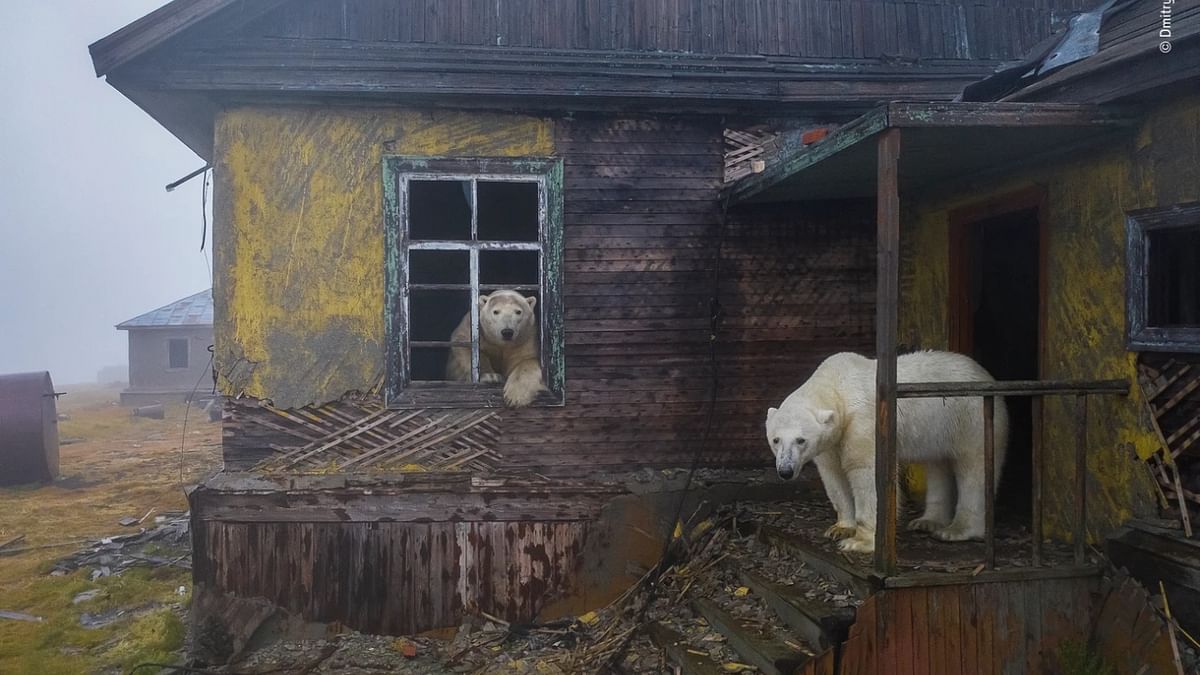 Urban Wildlife Winner - 'House of bears' by Dmitry Kokh, Russia. Credit: Dmitry Kokh/Wildlife Photographer of the Year