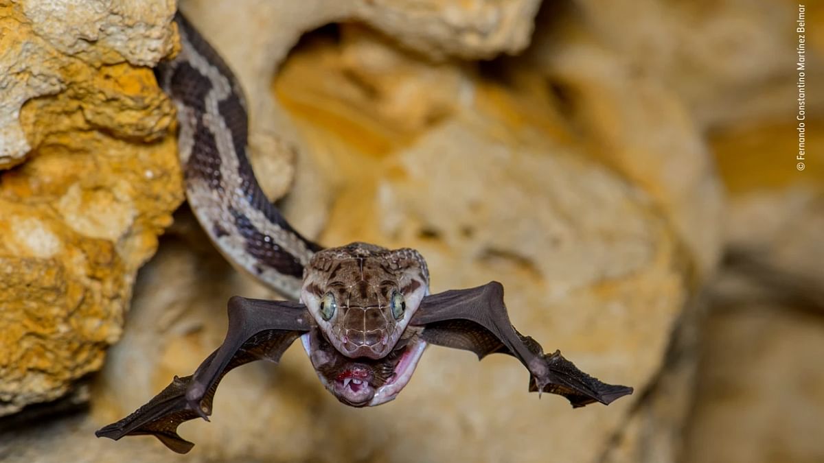 Behaviour: Amphibians and Reptiles Winner 'The bat-snatcher' by Fernando Constantino Martinez Belmar, Mexico. Credit: Martinez Belmar/Wildlife Photographer of the Year