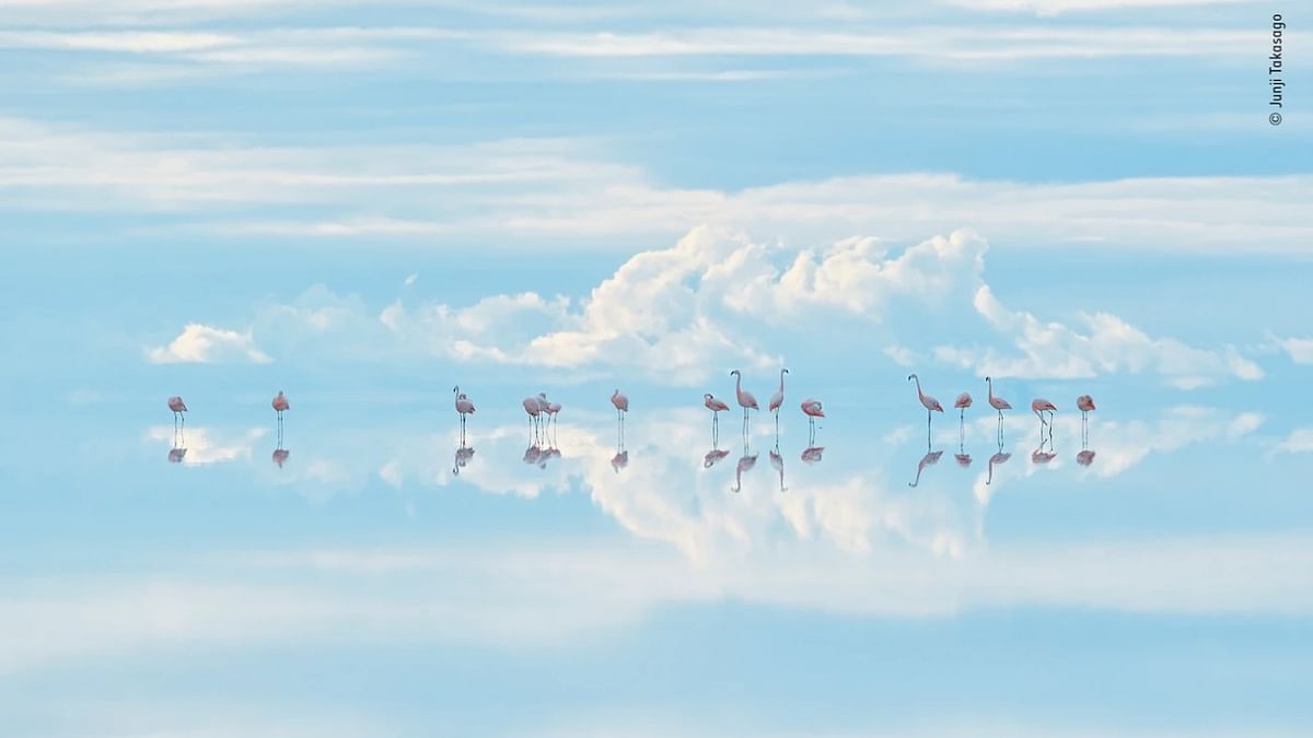 Natural Artistry winner - 'Heavenly flamingos' by Junji Takasago, Japan. Credit: Junji Takasago/Wildlife Photographer of the Year