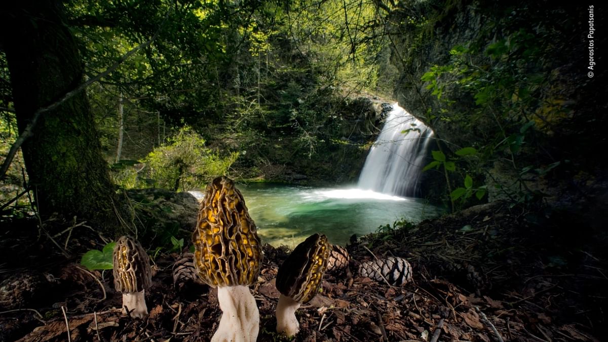 Plants and Fungi Winner - 'The magical morels' by Agorastos Papatsanis, Greece. Credit: Junji Takasago/Wildlife Photographer of the Year