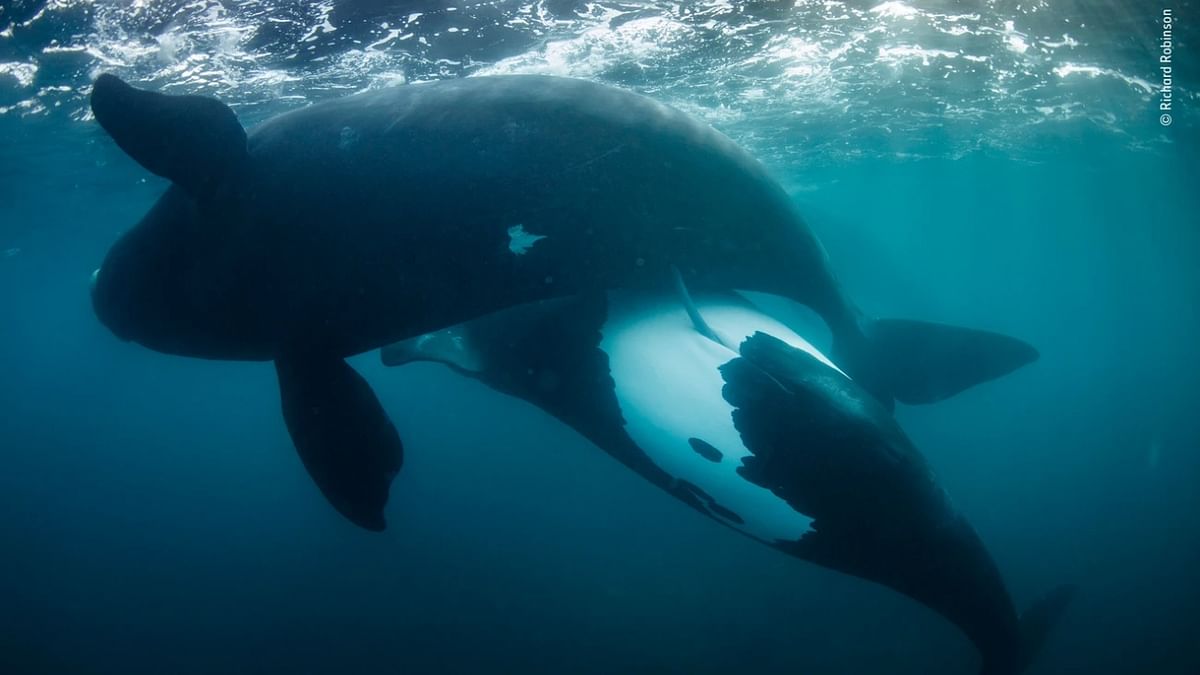 Oceans: The Bigger Picture Winner - 'New life for the tohorā' by Richard Robinson, New Zealand. Credit: Richard Robinson/Wildlife Photographer of the Year