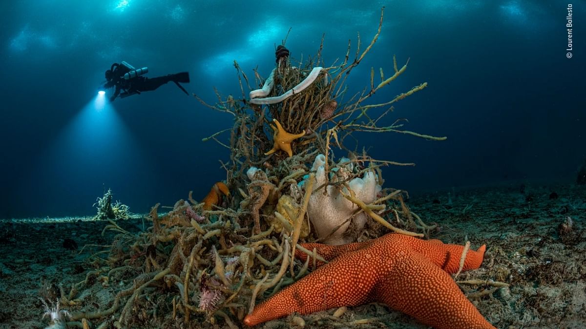 Portfolio Award Winner - 'Under Antarctic ice' by Laurent Ballesta, France. Credit: Laurent Ballesta/Wildlife Photographer of the Year