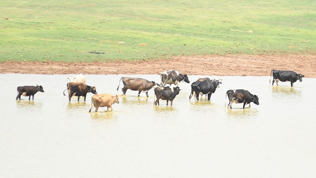 As per official data, 28 cattle have died, 3,309 houses damaged, and 6,279 hectares of crops have been destroyed since October 1. Credit: DH/BH Shivakumar