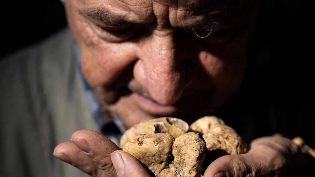 Truffle hunter Ezio shows a white truffle found by his dog Dora during the search for white truffles through the Langhe countryside in Monchiero, northwestern Italy. Credit: AFP Photo