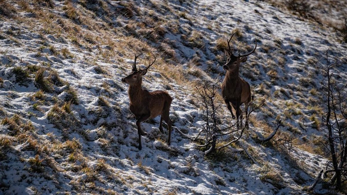 This photograph taken on November 5, 2022, shows deer walking in Jurvielle, in the Pyrenees mountains. Credit: AFP Photo