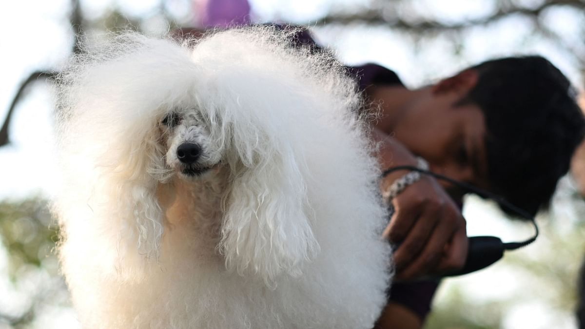 A pet groomer works on a dog during the 'Fur Fest' pet expo in New Delhi on November 12, 2022. Credit: AFP Photo