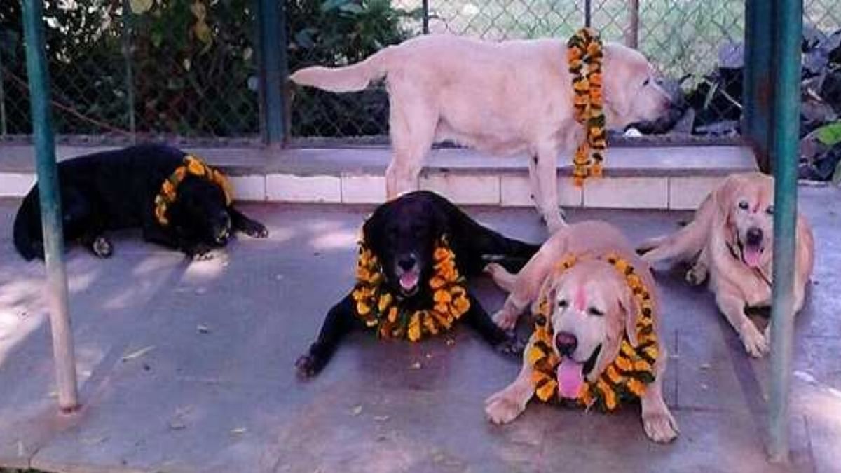 Sniffer dogs from Mumbai Police’s Bomb Detection and Disposal Squad Sultan, Tiger, Max and Ceaser saved uncountable lives by sniffing out RDX, IED and other explosives with their sharp sense of smell. Credit: Twitter/@explainoexpo