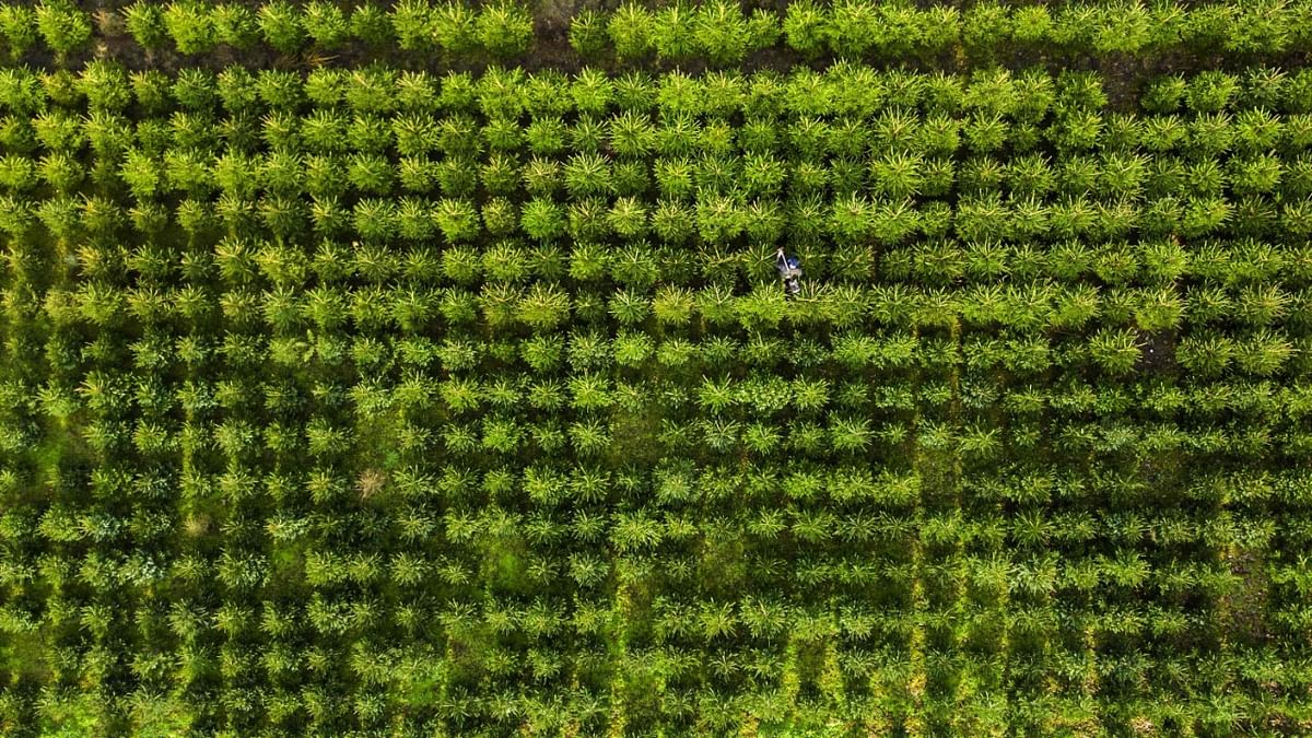 This aerial picture shows Christmas trees at Jan van Vulpen tree nursery, in Utrecht. Credit: AFP Photo