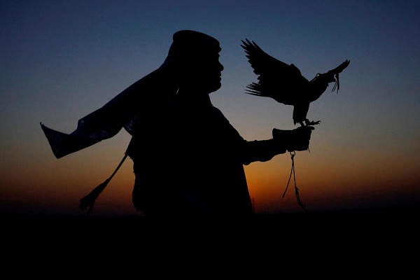 A man holds a falcon during a demonstration of falconry. Credit: Reuters Photo
