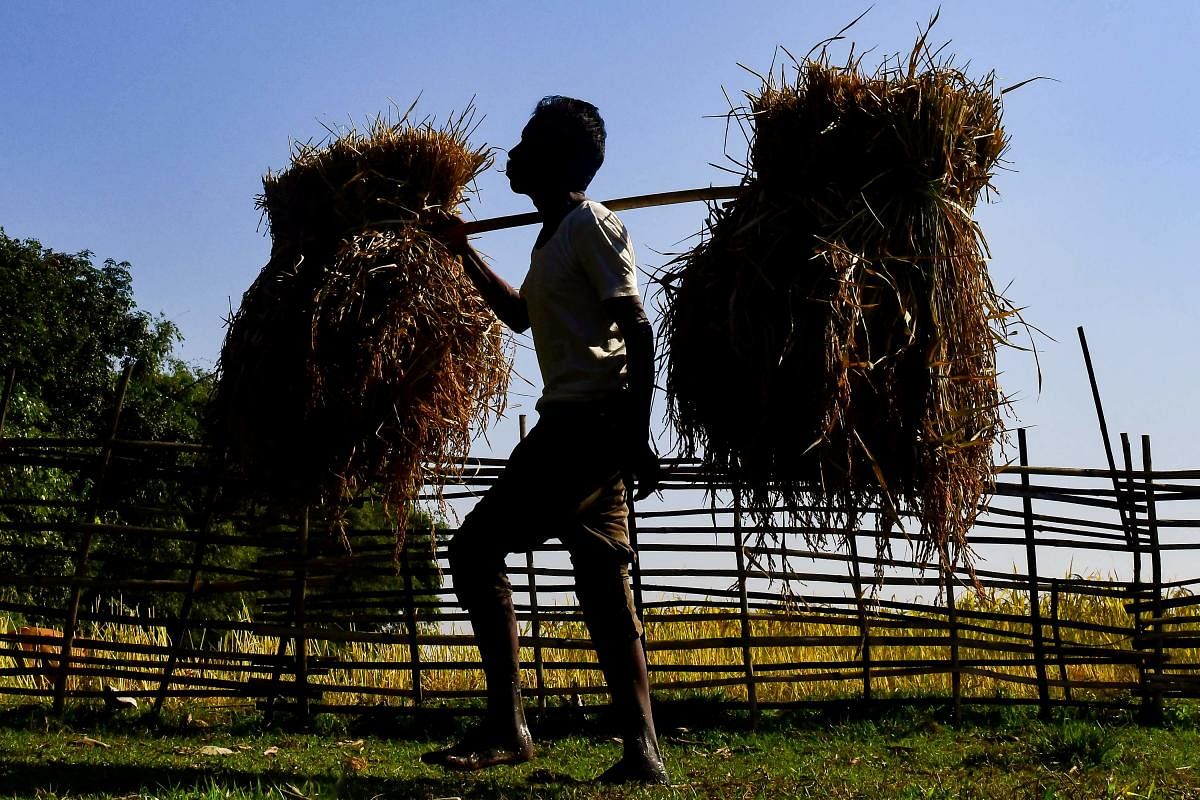 A farmer carries harvested paddy across a field in Goalpara district in Assam. Credit: AFP Photo