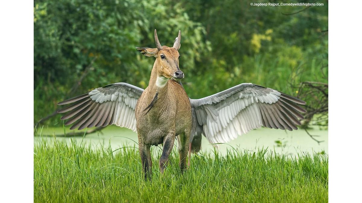 Highly Commended Winners: Pegasus, the flying horse - Jagdeep Rajput (Indian). Credit: Jagdeep Rajput/Comedy Wildlife 2022